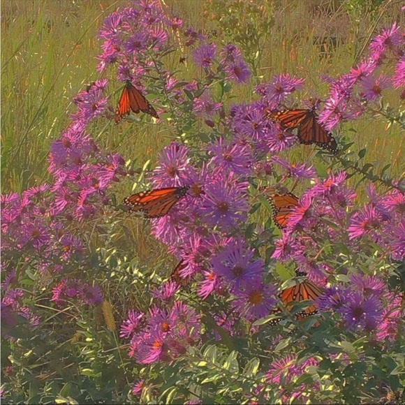 Meet your Posher, Ettie - Picture 1 of 1